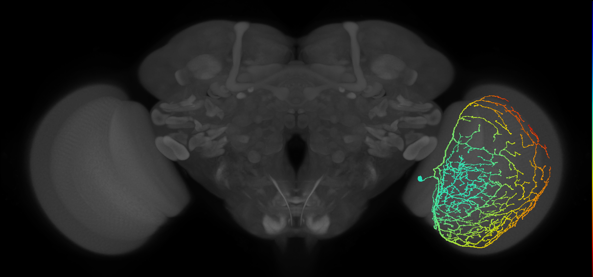Cm33_R (JRC_OpticLobe:12713)