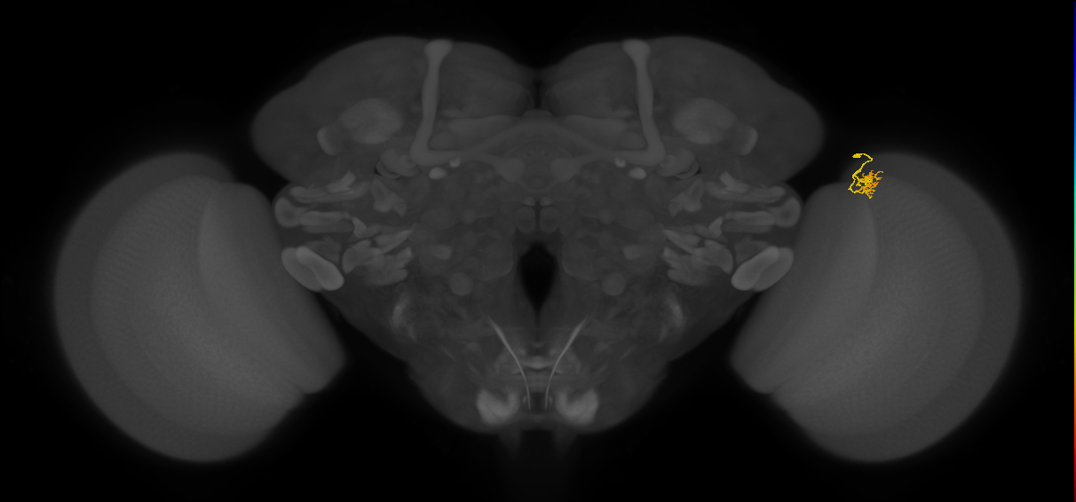 Cm4_R (JRC_OpticLobe:146195)