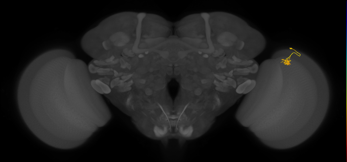 Cm4_R (JRC_OpticLobe:143291)