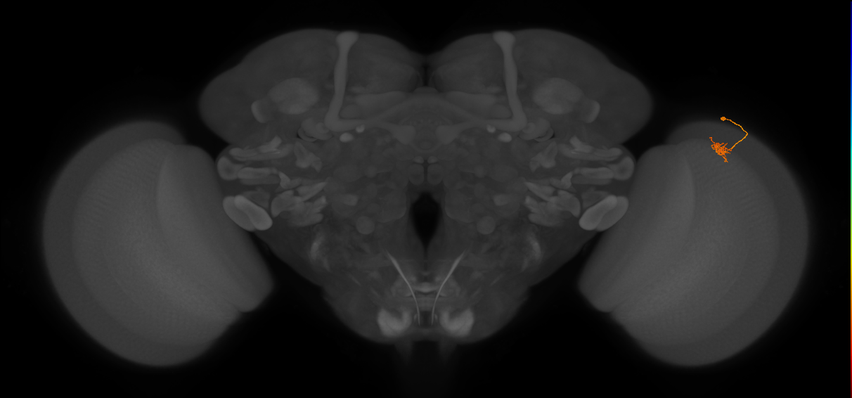 Cm4_R (JRC_OpticLobe:137626)