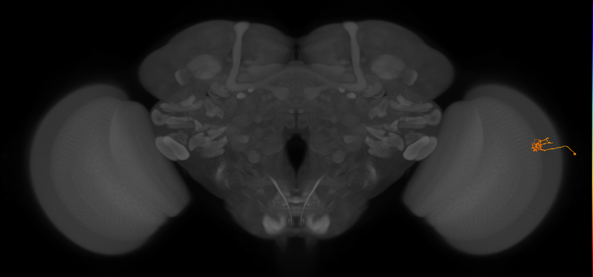 Cm4_R (JRC_OpticLobe:198664)