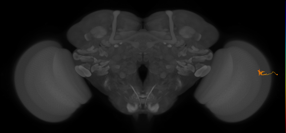 Cm4_R (JRC_OpticLobe:201154)