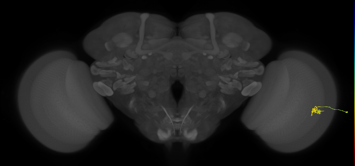 Cm4_R (JRC_OpticLobe:188160)