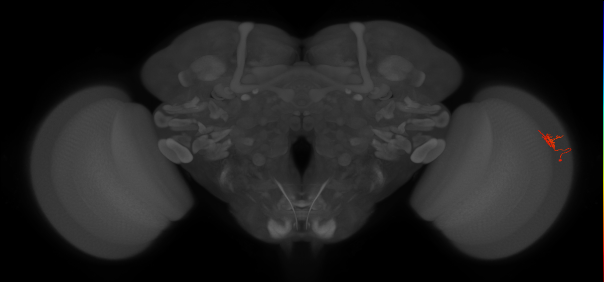 Cm4_R (JRC_OpticLobe:136445)
