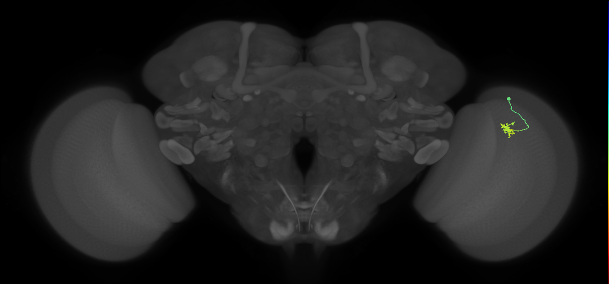 Cm4_R (JRC_OpticLobe:147440)