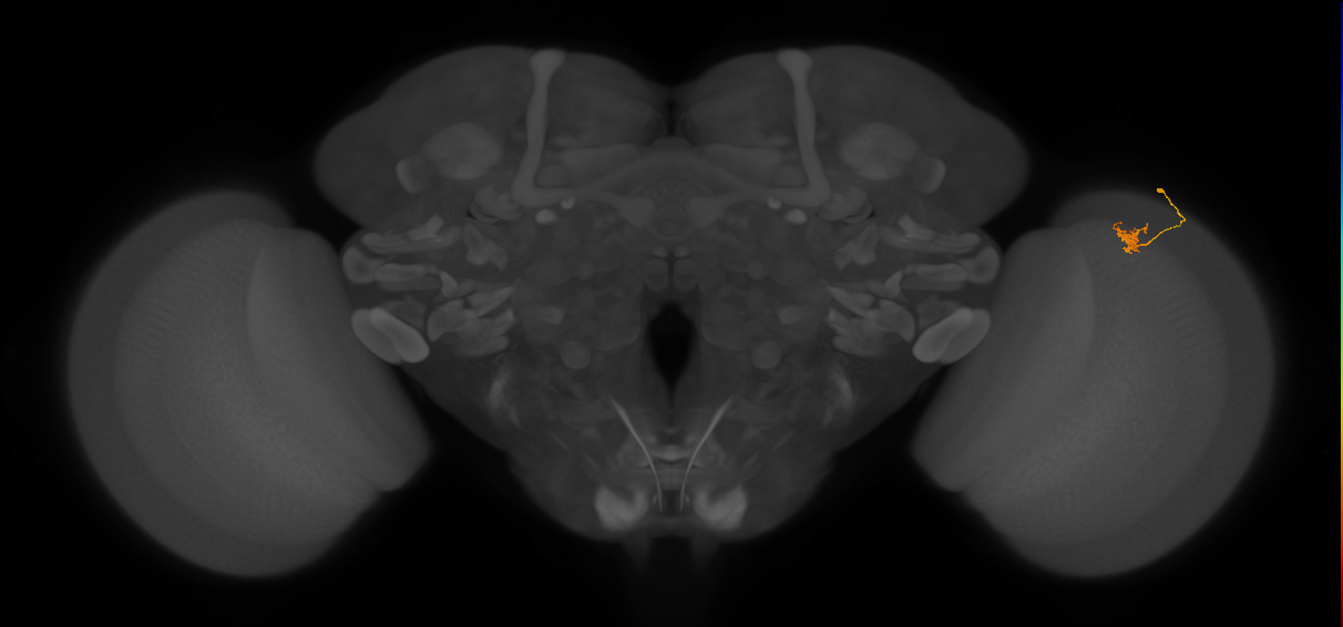 Cm4_R (JRC_OpticLobe:145287)
