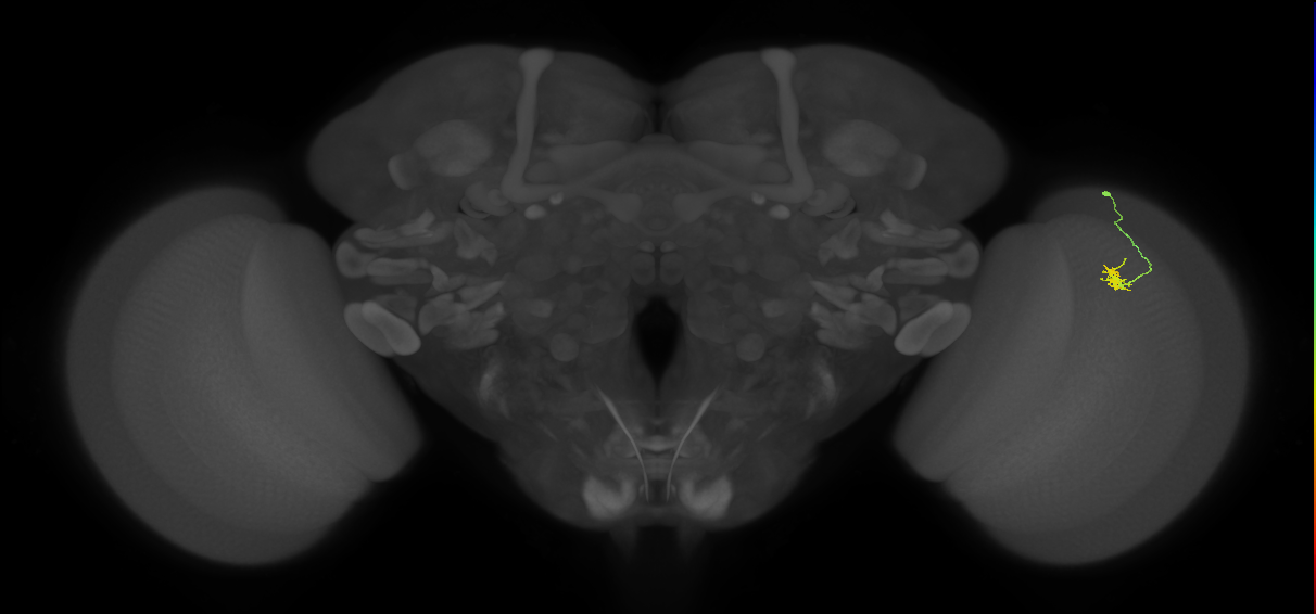 Cm4_R (JRC_OpticLobe:144131)