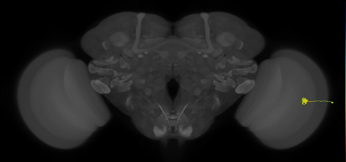 Cm4_R (JRC_OpticLobe:193503)