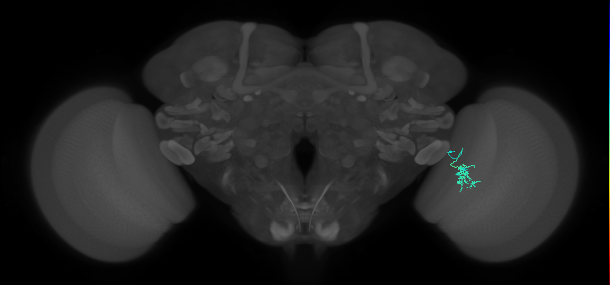 Cm4_R (JRC_OpticLobe:127940)