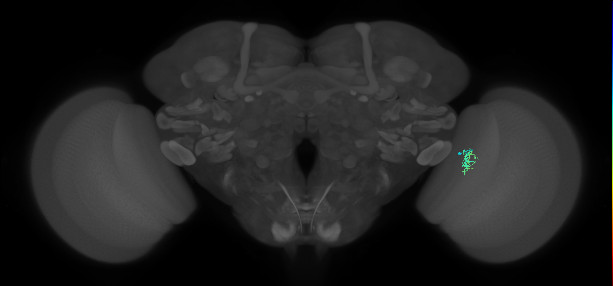 Cm4_R (JRC_OpticLobe:542239)