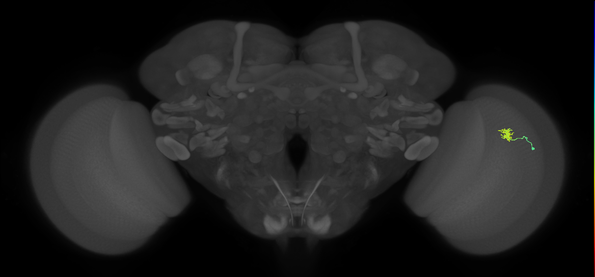 Cm4_R (JRC_OpticLobe:144600)
