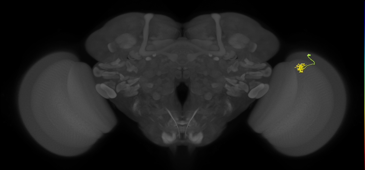 Cm4_R (JRC_OpticLobe:127964)