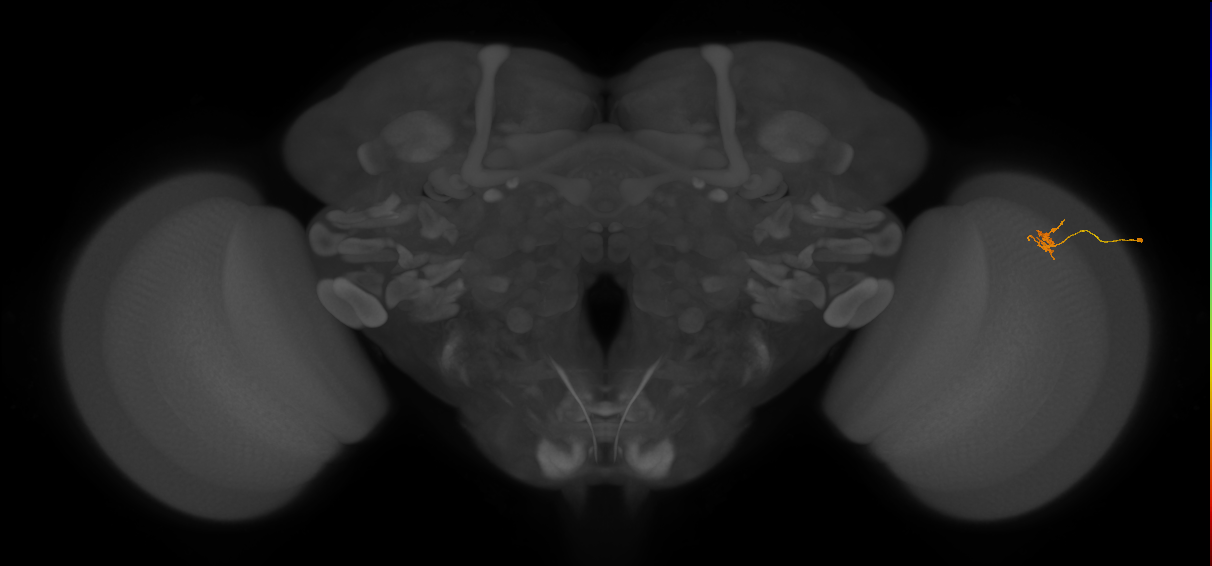 Cm4_R (JRC_OpticLobe:149127)