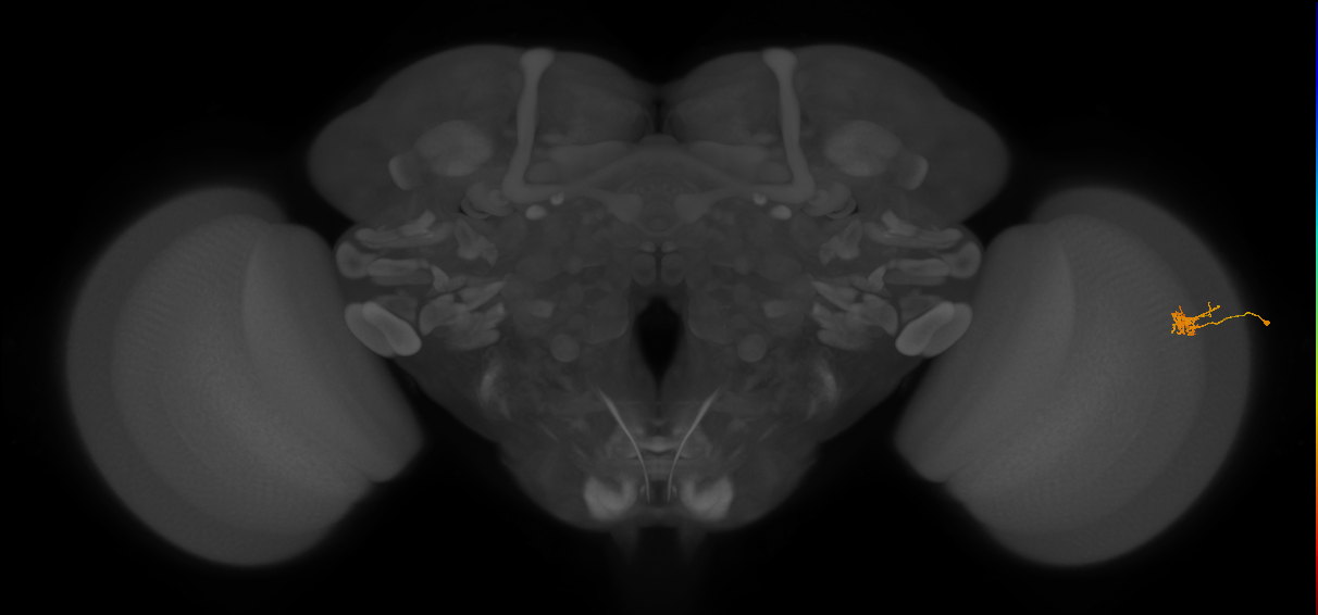 Cm4_R (JRC_OpticLobe:143881)