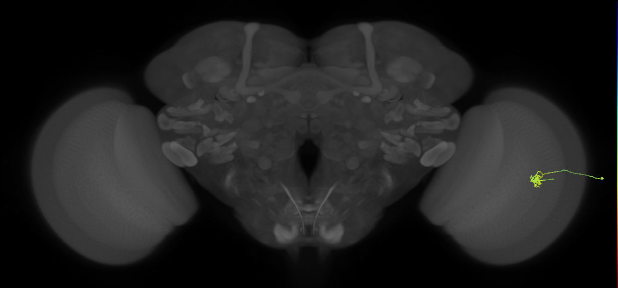 Cm4_R (JRC_OpticLobe:187684)