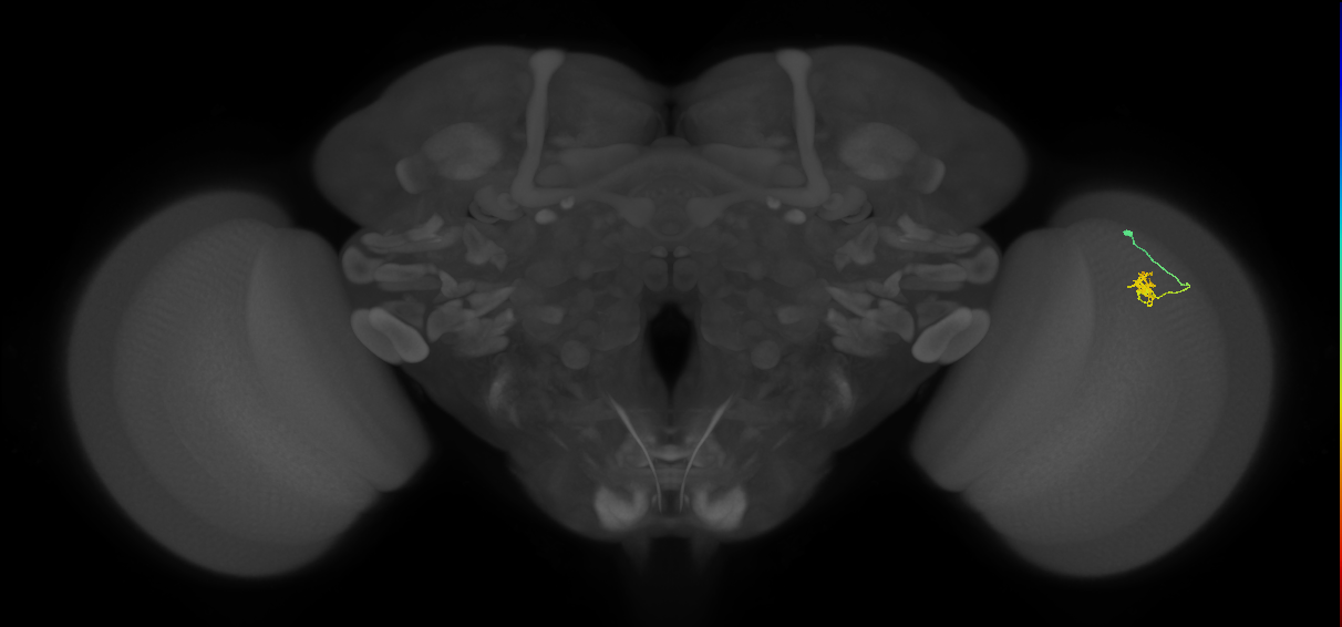 Cm4_R (JRC_OpticLobe:136861)