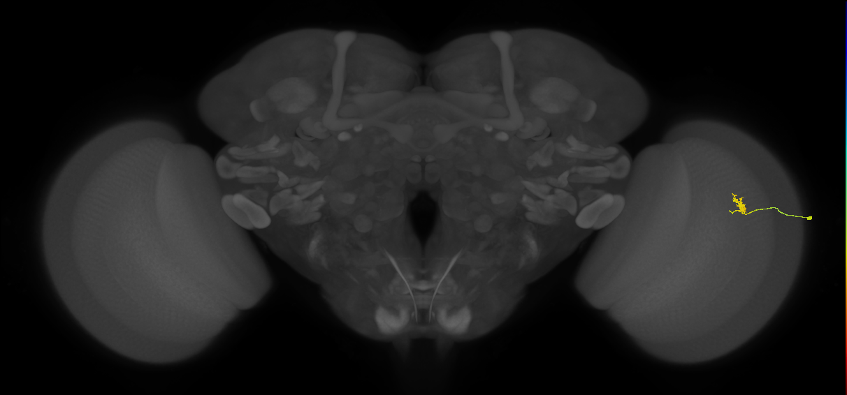 Cm4_R (JRC_OpticLobe:142246)