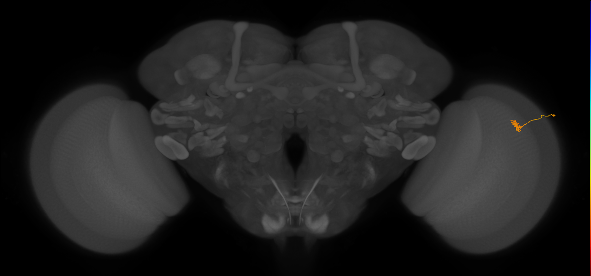 Cm4_R (JRC_OpticLobe:739973)