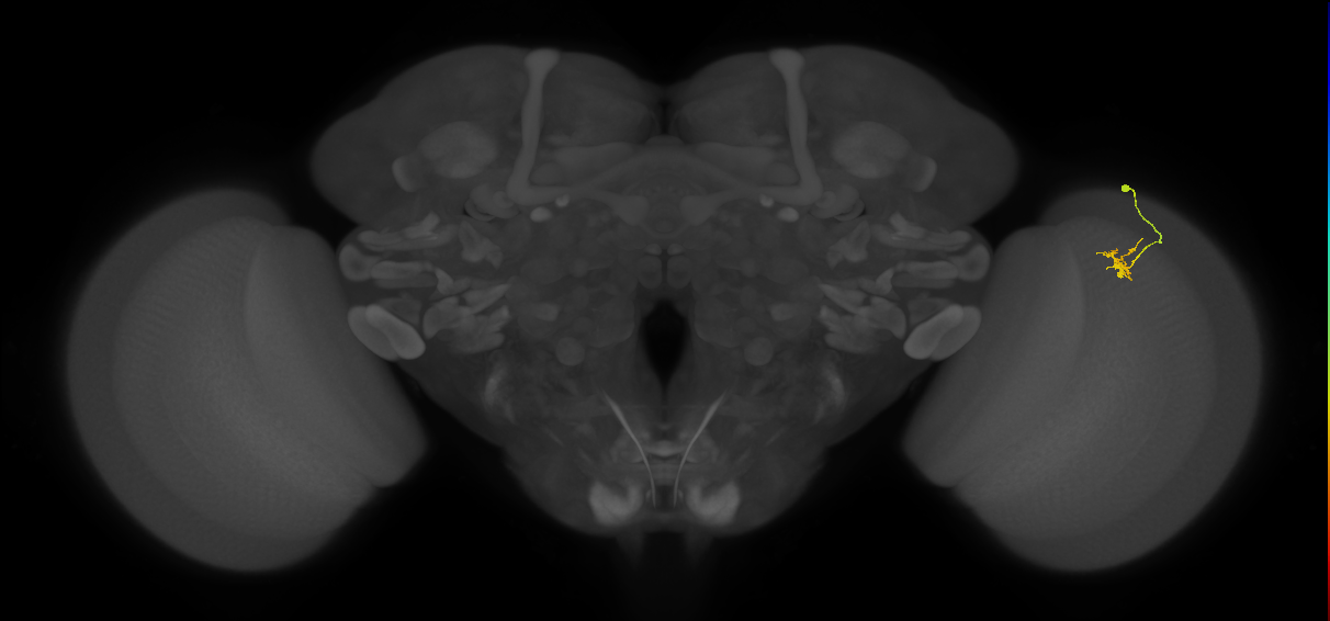 Cm4_R (JRC_OpticLobe:148107)