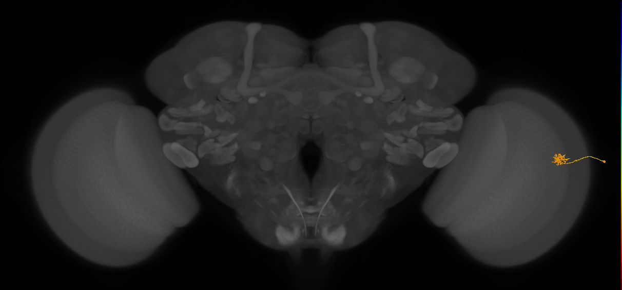 Cm4_R (JRC_OpticLobe:150733)