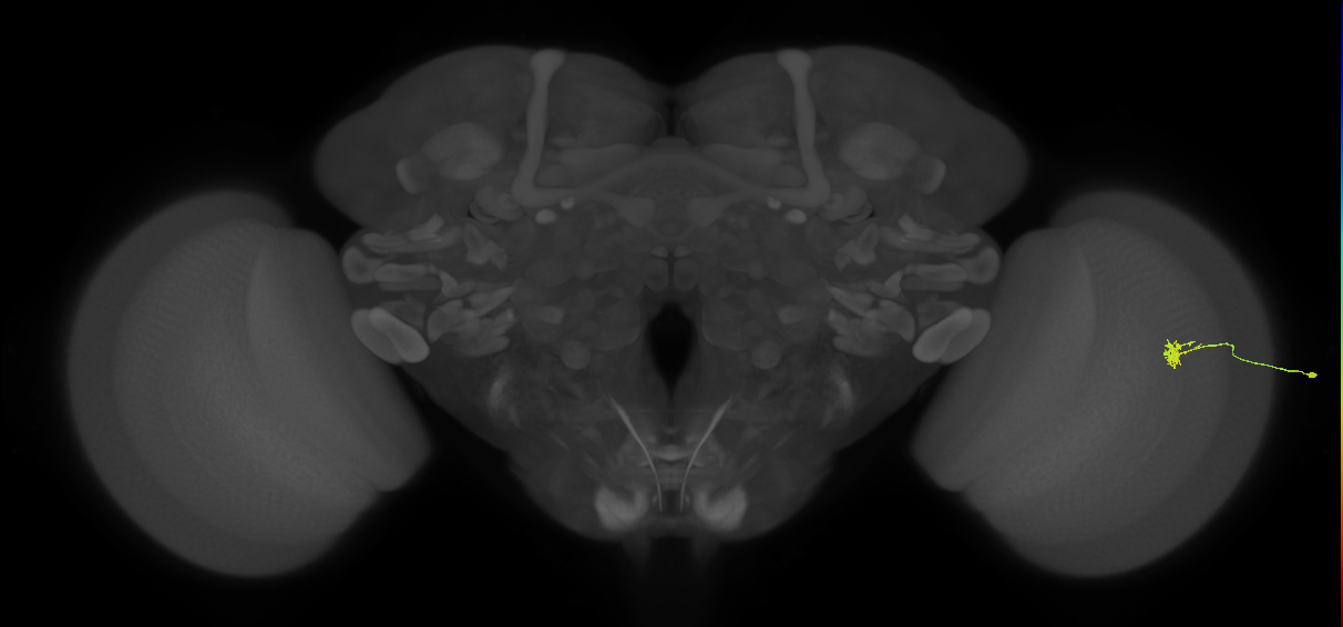 Cm4_R (JRC_OpticLobe:183122)