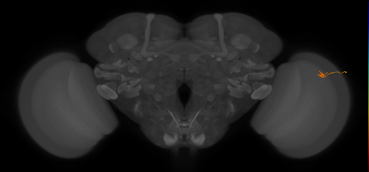Cm4_R (JRC_OpticLobe:151905)