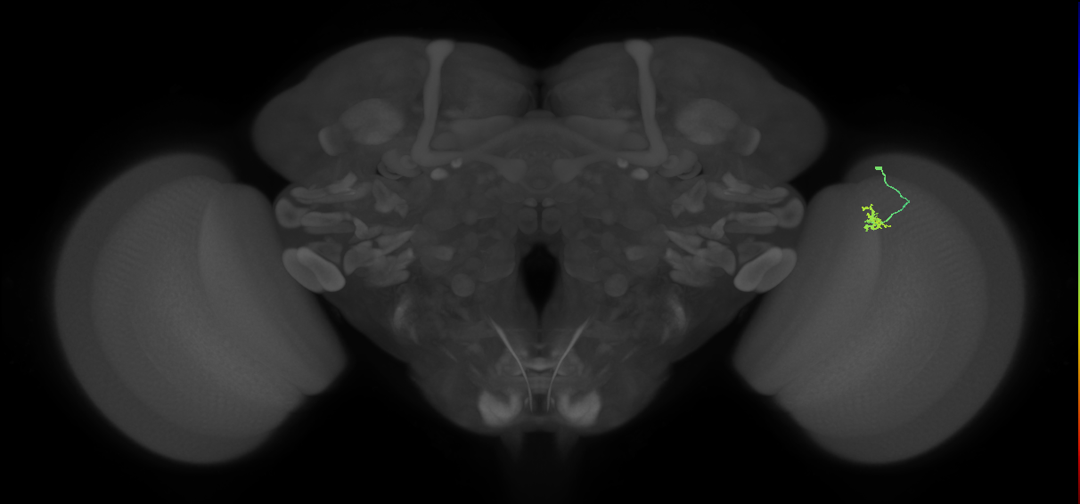 Cm4_R (JRC_OpticLobe:157563)