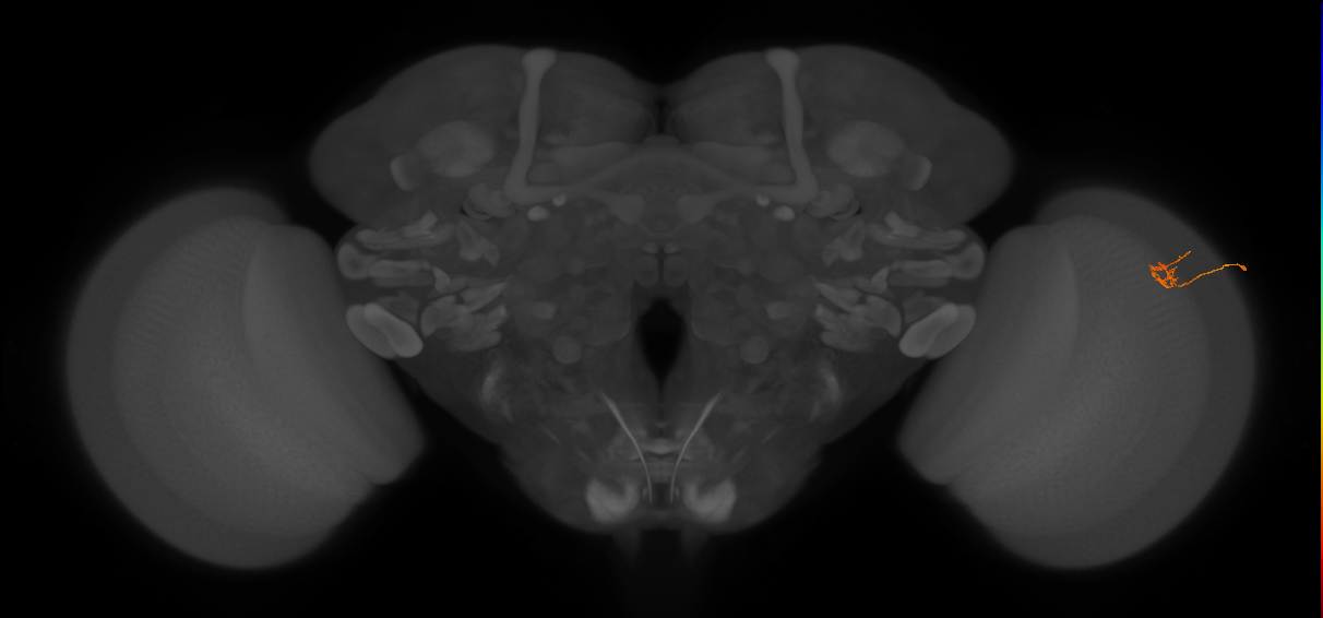 Cm4_R (JRC_OpticLobe:156006)