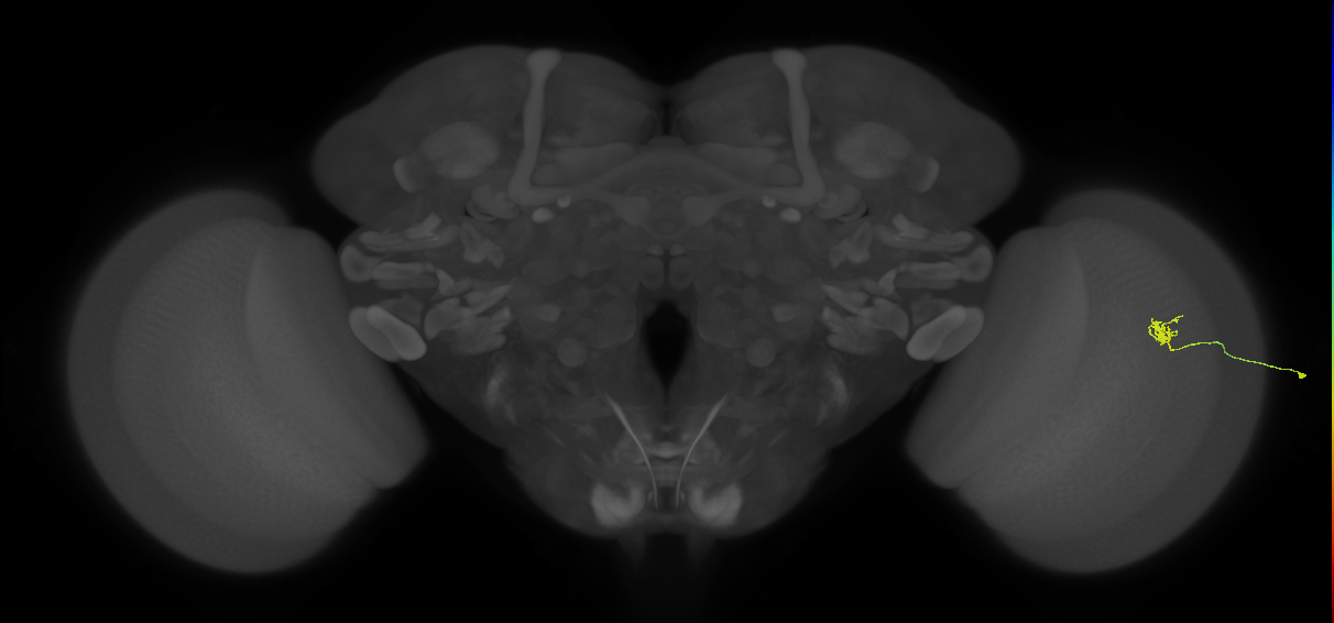 Cm4_R (JRC_OpticLobe:198783)