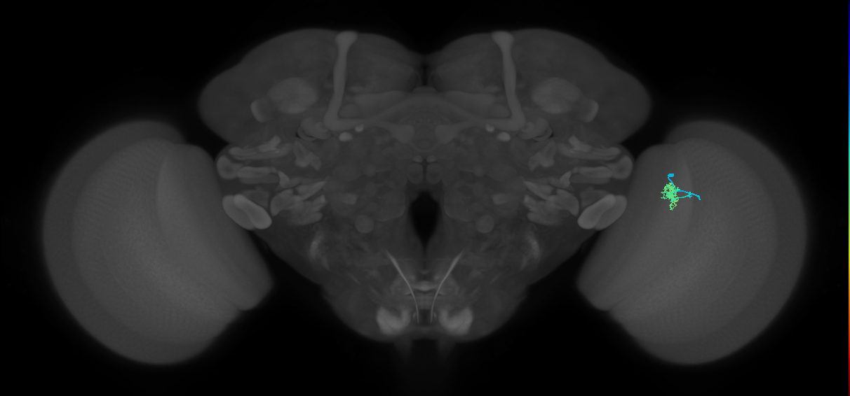 Cm4_R (JRC_OpticLobe:533423)