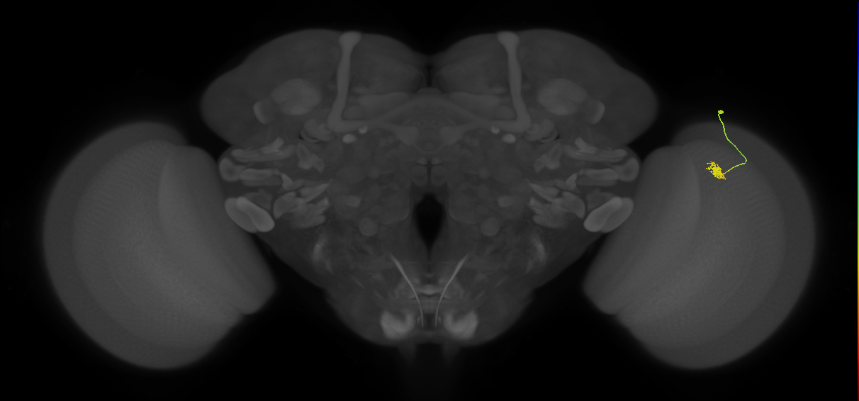 Cm4_R (JRC_OpticLobe:120752)