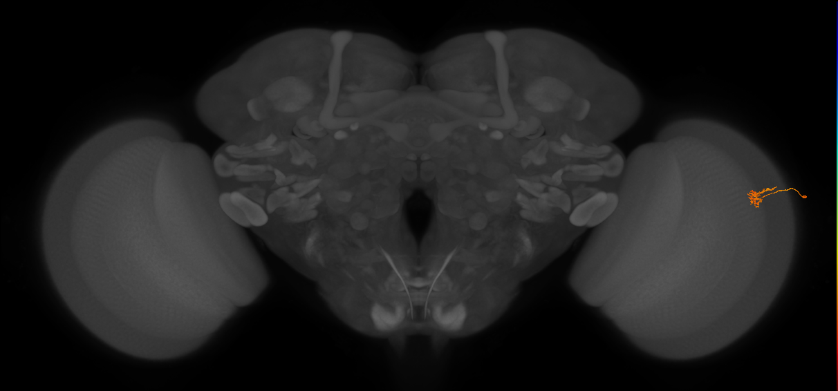 Cm4_R (JRC_OpticLobe:161187)