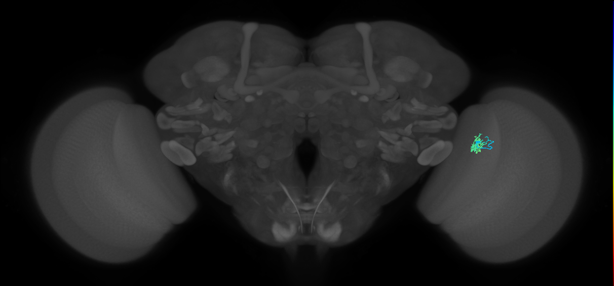 Cm4_R (JRC_OpticLobe:145385)