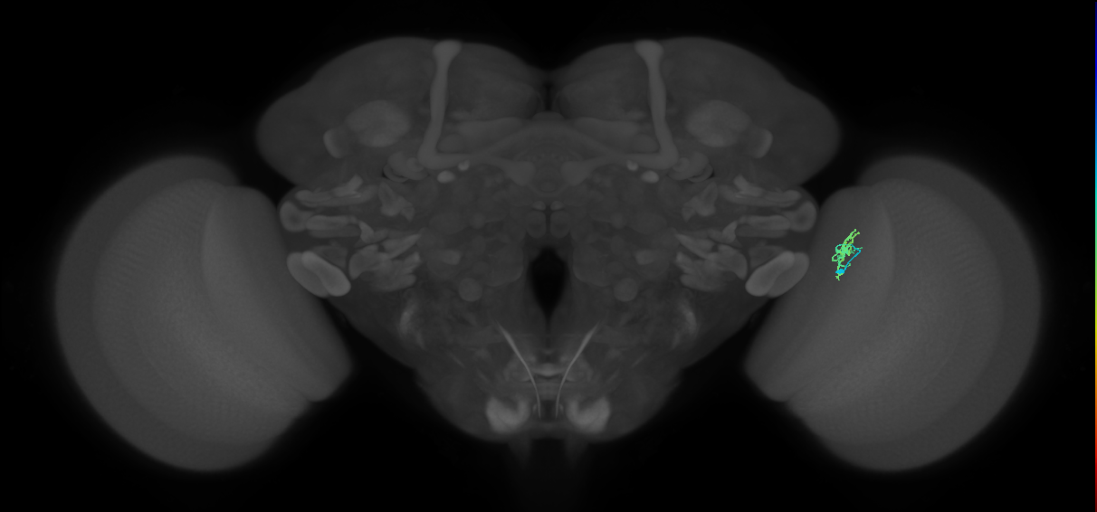 Cm4_R (JRC_OpticLobe:152390)
