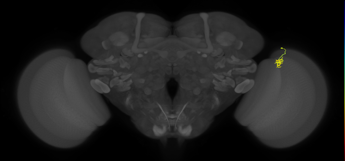 Cm4_R (JRC_OpticLobe:151367)