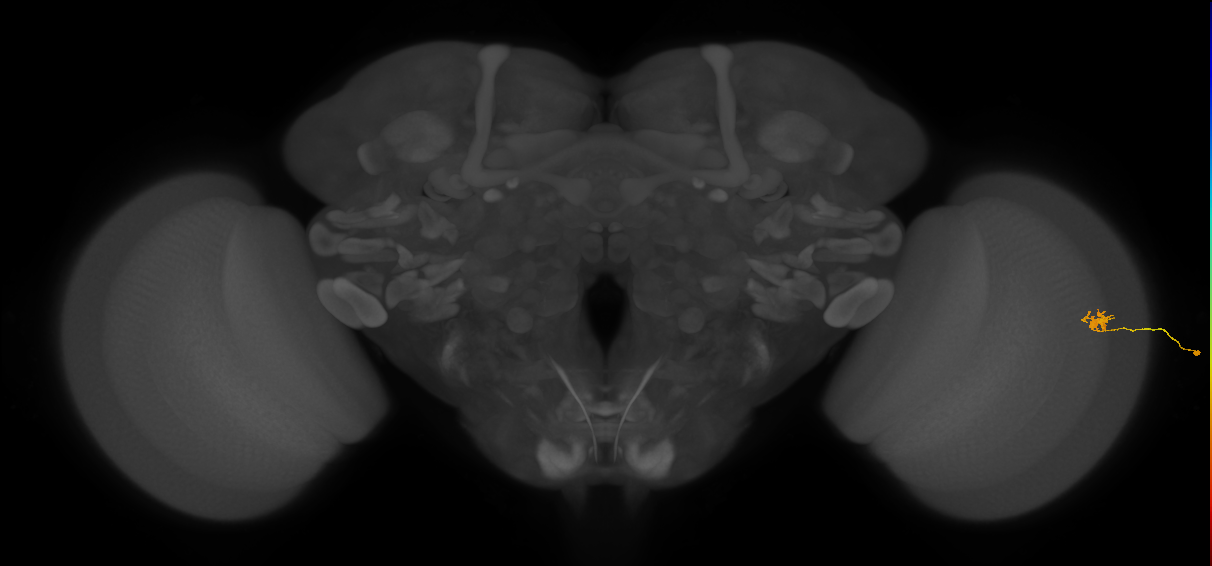 Cm4_R (JRC_OpticLobe:192610)