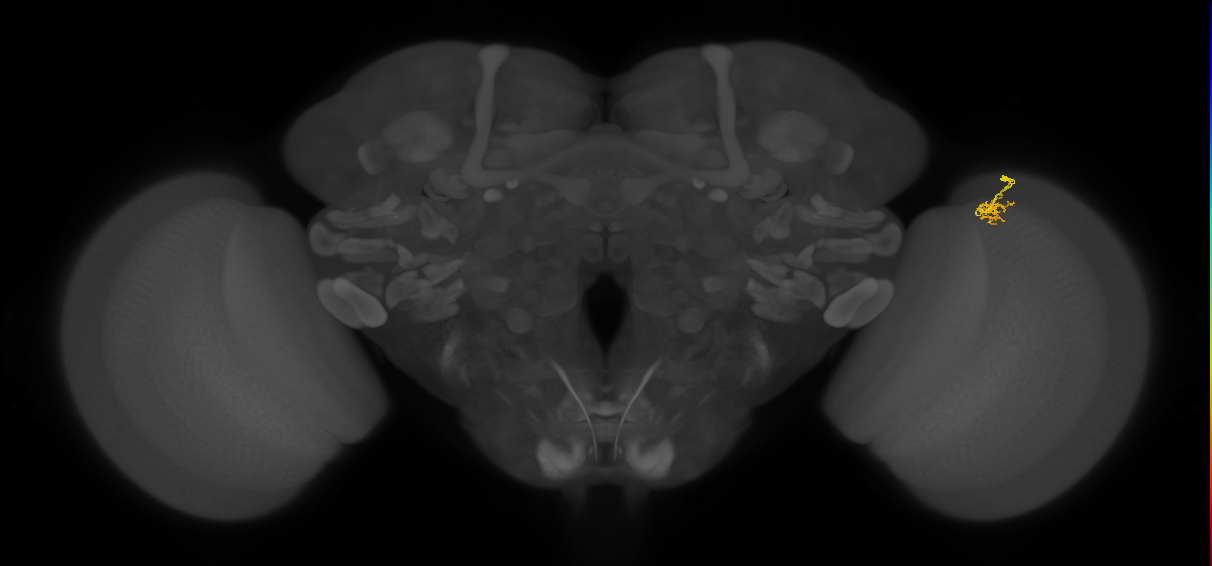 Cm4_R (JRC_OpticLobe:150558)