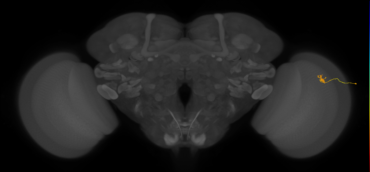 Cm4_R (JRC_OpticLobe:204919)
