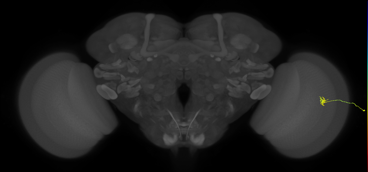 Cm4_R (JRC_OpticLobe:181484)