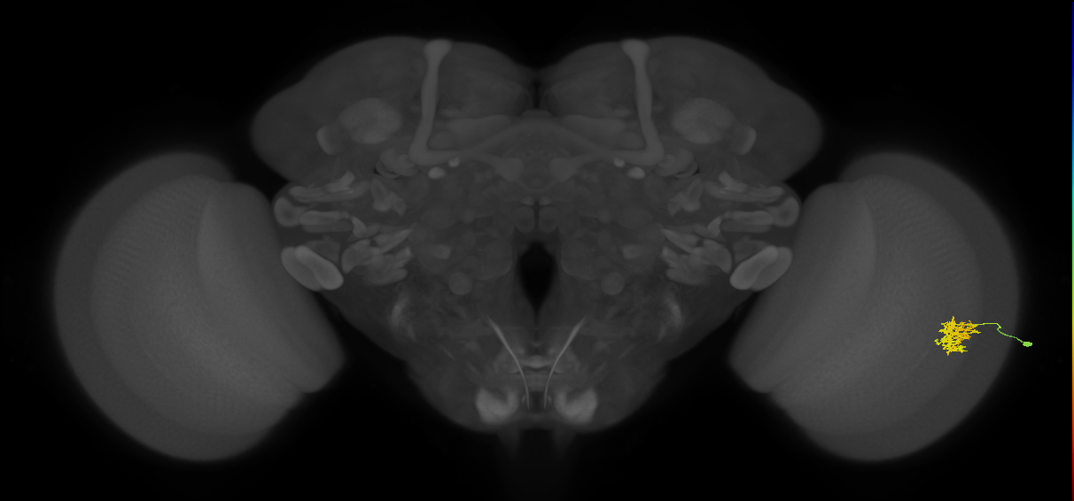 Cm5_R (JRC_OpticLobe:71321)