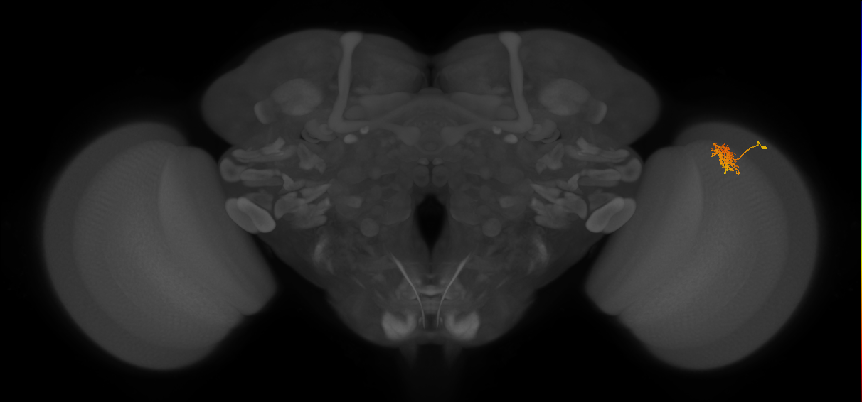 Cm5_R (JRC_OpticLobe:91659)