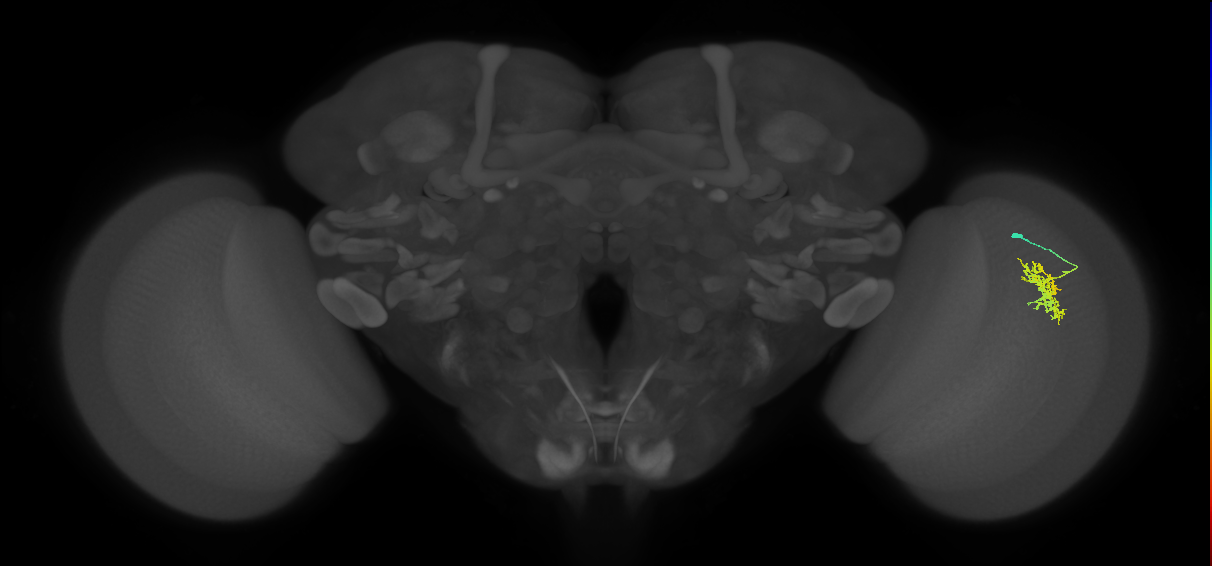 Cm5_R (JRC_OpticLobe:87091)
