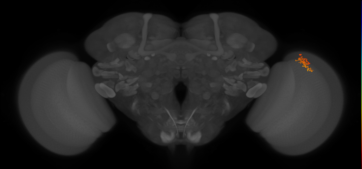 Cm5_R (JRC_OpticLobe:111730)