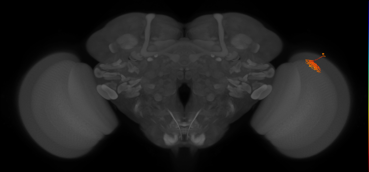 Cm5_R (JRC_OpticLobe:134176)