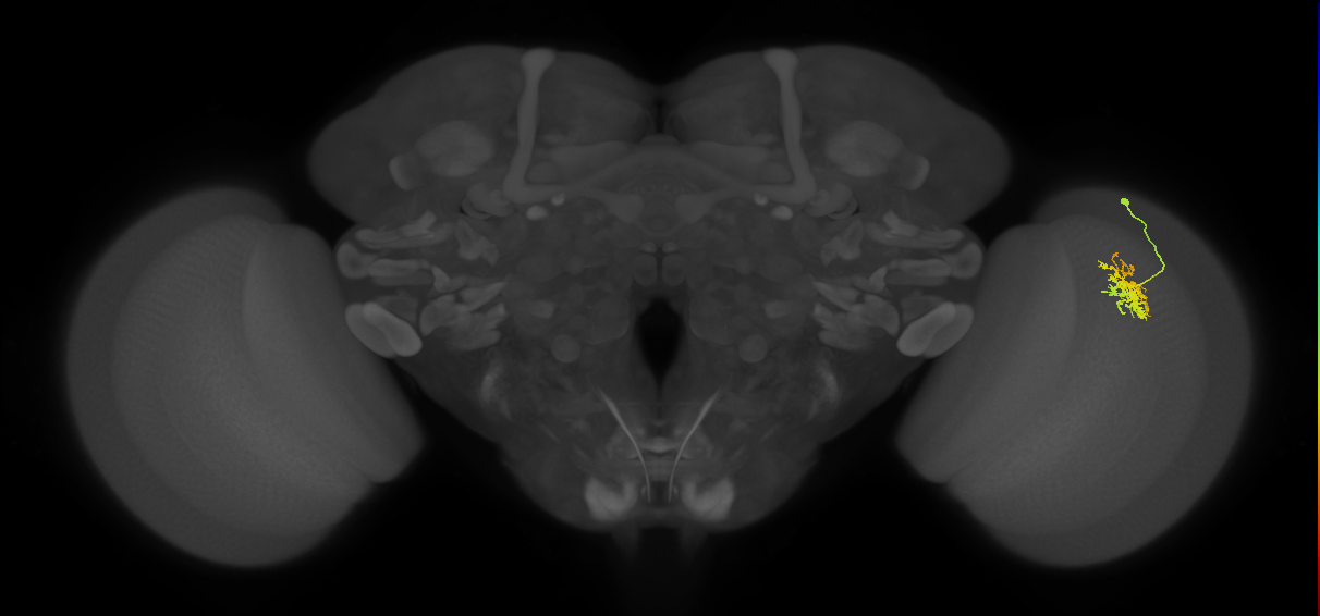Cm5_R (JRC_OpticLobe:66928)