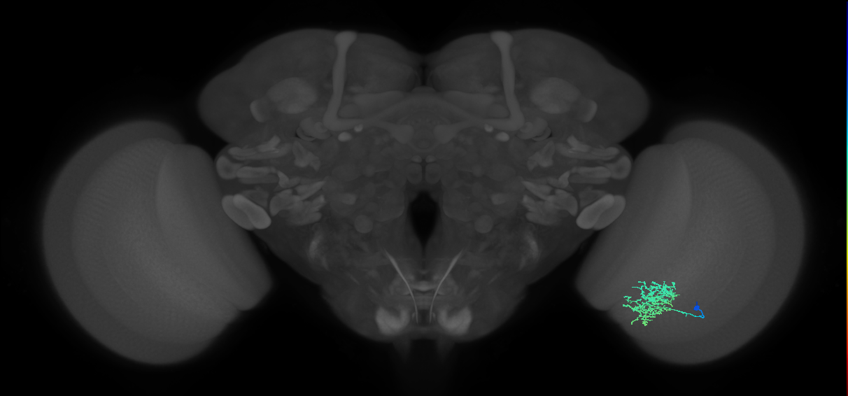 Cm5_R (JRC_OpticLobe:55069)
