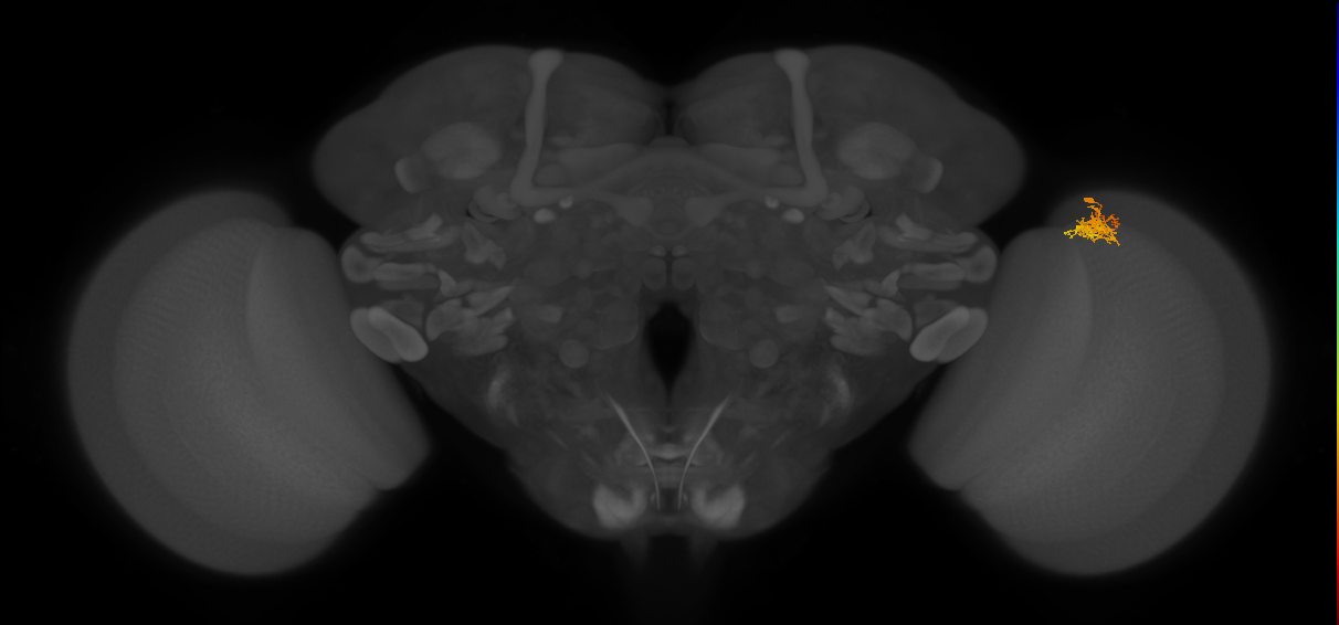 Cm5_R (JRC_OpticLobe:119022)