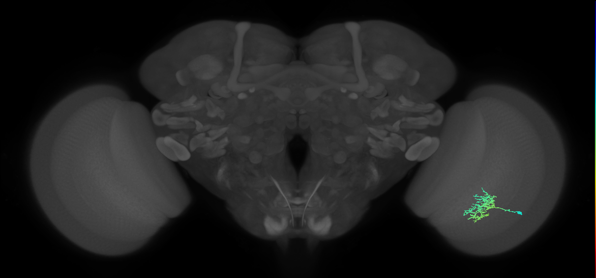 Cm5_R (JRC_OpticLobe:68110)
