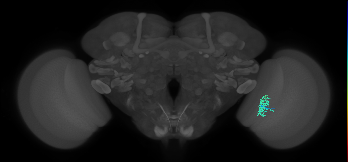 Cm5_R (JRC_OpticLobe:92164)