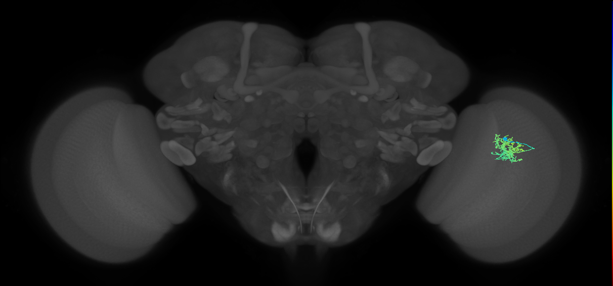 Cm5_R (JRC_OpticLobe:79659)